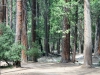 ABYosemite.incense.cedars