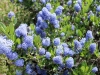 AMceonothus.Calif.lilac3