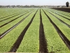 ARSalinas.spinach.field2