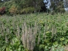 Acanthus.mollis.groundcover