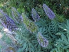 aechium.Carmel
