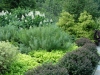 Almost all the color is from foliage in this bed at Chanticleer: red barberries, dwarf goldthread cypress, amsonia, unknown light-green groundcover and hydrangea at rear.