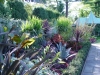 chanticleer-tropics
