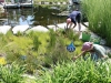 13Alfond.Childrens.Garden.bog.garden