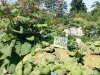 14Alfond.Childrens.Garden.bigleaf