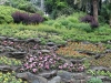 Carlotta.annuals.terrace.jpg
