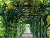 Carlotta.orange.tunnel.jpg
