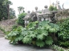 Isola.Bella.gunnera.wall.jpg