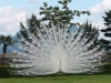 Isola.Bella.peacock.jpg