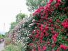 Isola.Bella.rose.wall.jpg