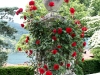 Isola.Bella.urn.roses.jpg