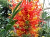 17franklin-park_-chihuly-glass2_