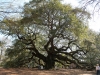 Angel.oak3-15.jpg
