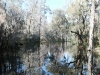magnolia.stream.jpg