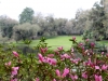 middleton.azaleas.jpg