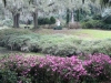 middleton.shade.garden.jpg