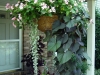 basket-impatiens-sweetpotato-dichondra