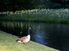 geese
