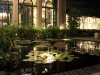 waterlily-pond_