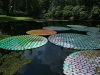 waterlilycds