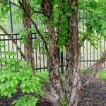 Cool Bark Gives Bite to the Winter Garden