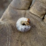 Lawn Double Trouble: Grubs and Crabgrass