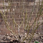 The Mystery of Rose Pruning