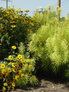 amsonia.rudbeckia