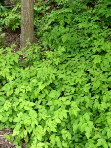 barrenwort.groundcover