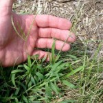 Dealing with Lawn Weeds