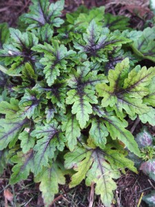 foamflowers.sugar&spice2