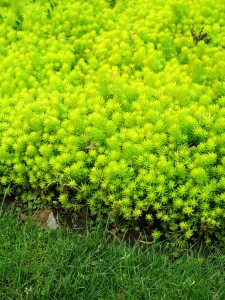 gold.creeping.sedum