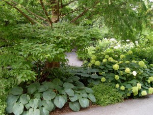 shade.garden.hosta.hydrangeas