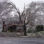 Ice Damage to Trees