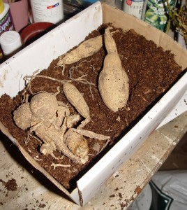 Storing dug-up dahlia tubers in peat moss for winter.
