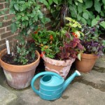 Plant Care and Summer Vacations