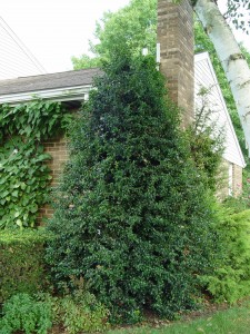 holly.dragon.lady.august Holly 'Dragon Lady'