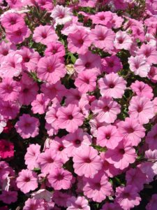 Supertunia Vista Bubblegum