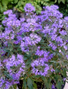 caryopteris.grandbleu Caryopteris 'Grand Bleu'