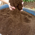 compost.sifted.hands Black gold to a gardener.