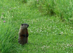 groundhog.in.field A groundhog looking for dinner.