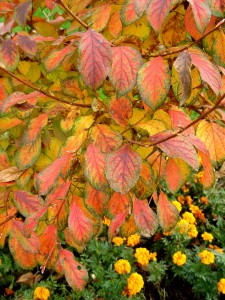 Fall foliage of Korean stewartia.