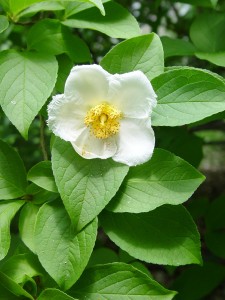 Stewartia flower.