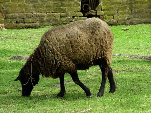 sheep.mowing2 Keep one of these handy for when your mower runs out of gas.