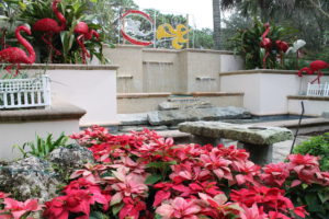 Poinsettias growing as a landscape plants at Florida Botanical Gardens.