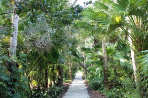One of the many tropical paths leading through McKee Gardens.