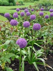 allium.globemaster.group