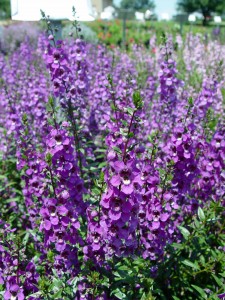 angelonia.serena.purple2