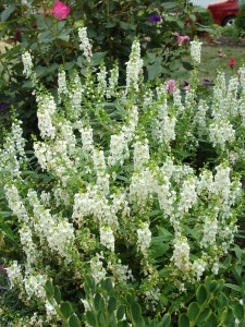 angelonia.serena.white