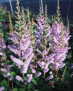 astilbe.pumila